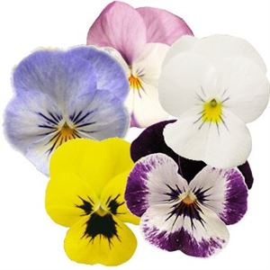 Afbeelding van Viola P9 kleinbloemig Divers. Veel geel !!!